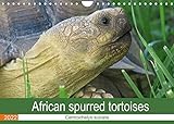 African spurred tortoises (Wall Calendar 2022 DIN A4 Landscape) [Calendar] Sixt, Marion [Calendar] Sixt, Marion