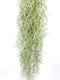 Tillandsia usneoides | Luftpflanze | Zimmerpflanze | Urban Jungel | Zimmerpflanzen indoor | Tillandsien Pflanzen echt | Länge 55-65 cm |