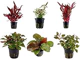 Tropica Pflanzen Set 6 schöne rote Topf Pflanzen Aquariumpflanzenset Nr.10 Wasserpflanzen Aquarium Aquariumpflanzen