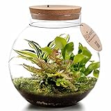 Ecoworld Jungle Biodome - Biotop im Glas - Ökosystem mit Beleuchtung Flaschengarten - 3 Farn Pflanze im Glas - Pflanzenterrarium Glas - Ø 25 cm, Höhe 25 cm - Grünpflanzen aus eigener Gärtnerei