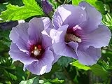 10 Stück Exotisch Hibiscus Samen Lila Satinblume Auf Balkonterrasse Gepflanzt Bringt Unendliche Vitalität Und Schönheit Erfrischend