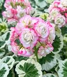 BALDUR Garten Geranie 'Strawberry Blossom',1 Pflanze, Balkon-Geranie mit 2-farbigem Laub, dauerblühender Blickfang, mehrjährig frostfrei halten, Hit in Balkonkästen, Kübeln und B