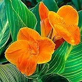 Anpassungsfähig, Sie können Ihren Hof dekorieren,Seltene Pflanzen,Indisches Blumenrohr,Mysteriös,Canna bedeutet harten Willen,Blumenrohr Rhizom,Orange Canna Bulb-1 Zwiebeln