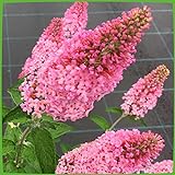 Schmetterlingsflieder Pink Panther - Sommerflieder (Buddleja) Pflanze in leuchtendem Pink, halbschattig und winterhart - Flieder-Strauch von Garten Schlüter