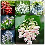 22 pcs maiglöckchen zwiebeln winterhart mehrjährig - balkonpflanzen winterhart Hydrokultur, pflanztopf zimmerbonsai bonsai blumenzwiebel balkon deko w