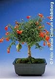 Tropica - Bonsai - Zwerg-Granatapfel (Punica granatum nana) - 50 Samen