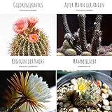 Außergewöhnliche Kakteen Samen mit hoher Keimrate - Sukkulenten Samen Set für deinen eigenen wunderschön blühenden Kaktus (4er Set Samen Mix)