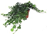 Hedera helix 'Wonder'- Efeu - echte Pflanze im 13 cm Topf als Hängepflanze, Bodendecker oder Zimmerpflanze