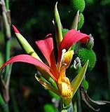 Asklepios-seeds® - Canna indica, 50 Samen, Canna Lilie - Indisches Blumenrohr Saatgut