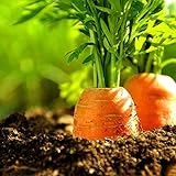 100 semi di carota sani ortaggi balcone piante in Vaso casa giardino decorazione per Donne, uomini, Bambini, principianti, giardinieri Regalo