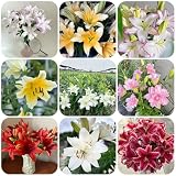 Lilienzwiebeln, blumenzwiebeln frühblüher hochzeitsstrauß stauden dauerblüher winterhart mehrjährig winterharte pflanzen für draußen blumen zwiebeln knollen bienenfreundliche pflanzen 10p
