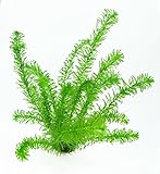 WFW wasserflora 1 Topf Wasserpest/Egeria Densa, winterharte Sauerstoffpflanzen, Klärpflanzen