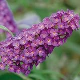 Zwerg-Schmetterlingsflieder BUZZ Pink Purple - Zwerg-Sommerflieder (Buddleja) Pflanze in tief rosa halbschattig und winterhart - Flieder-Strauch von Garten Schlüter