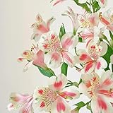 blumen alstroemeria pflanze samen - bonsai samen, steingartenpflanzen winterhart balkonpflanzen winterhart, saatgut blumenbeet topfpflanzen draußen winterhart, frühlingsblume deko 30p