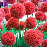 Winterhart pflanzen,Mehrjährige Blumenzwiebel,Lebende Pflanzen,Allium Zwiebeln,Zierlauch Zwiebeln Winterhart MehrjäHrig,Allium caeruleum-6 Zwieb