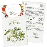 Weiße Erdbeeren Samen: Premium Walderdbeeren Samen für 30 weisse Erdbeeren Pflanzen zur Aussaat – Saatgut Erdbeere zum Pflanzen – Obst Samen, weiße Erdbeerpflanzen Saatgut – Erdbeere Samen v. OwnGrown