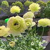 Winterharte Butterblumenzwiebeln, bunt, Schnittblumen, Bonsai, Gartendekoration, romantische Staudenblumen-5 zwieb
