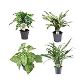 Grüne Mischung 4 Pflanzen - Monstera obliqua 'Monkey Leaf' - 25 cm - ø12 - Aglaonema Juliette - 40 cm - ø12 - Syngonium Mottled - 25 cm - ø12 - Aglaonema Cutlass - 40 cm - ø12