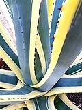 Agave Americana variegata (Wachpflanze, Jahrhundertpflanze, amerikanische Aloe) - 1 lebende Pflanze
