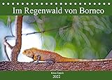 Im Regenwald von Borneo (Tischkalender 2022 DIN A5 quer) [Calendar] Eppele, Klaus
