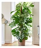 BALDUR Garten Monstera - Fensterblatt ca. 60-70 cm hoch, 1 Pflanze, Luftreinigende Zimmerpflanze Pflegeleichte Zimmerpflanze auch für dunklere Standorte, mehrjährig