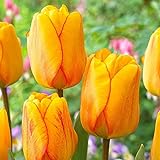 Tulpen (5 Zwiebeln) - Exklusive Tulpenzwiebeln Sorte Winterharte und Mehrjährig Tulpe für Garten