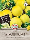 Salatgurken Lemon (Zitronengurke)