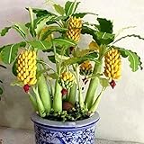 Haloppe 100 Stück Bananenbaum-Fruchtsamen zum Pflanzen im Hausgarten, seltene Zwerg-Bananenbaum-Samen, Mini-Bonsai, exotische Hausgarten-Obstp