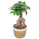 Bonsai Baum | Ficus 'Ginseng' pro Stück mit dekorativem Korb - Zimmerpflanze cm12 cm - ↕30 cm