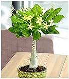 BALDUR Garten Hawaii-Palme, 1 Pflanze Zimmerpflanze blühend Brighamia insignis Zimmerpflanze