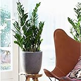 Zamioculcas zamiifolia | Glücksfeder Pflanze | Zimmerpflanzen groß | Höhe 70-75 cm | Topf-Ø 17 cm