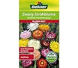 Dehner Blumen-Saatgut, Zwerg-Strohblume 'Herrliche Prachtmischung', 5er Pack (5 x 1.1 g)