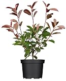 Photinia fraseri 'Red Robin' 40-60 cm - Glanzmispel, rote Blattaustriebe, immergrün, ideal als Hecke, pflegeleicht und w