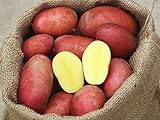Laura Kartoffeln rot festkochend 5 kg Netz