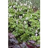 Tiarella cordifolia 'Moorgrün' - Herzblättrige Garten-Schaumblüte 'Moorgrün' - 9cm Topf