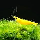 AQ4Aquaristik Yellow Fire Zwerggarnele 10 Tiere- Gelbe Neocaridina davidi Garnele, für Einsteiger geeignet, leicht zu pflegen und zu züchten