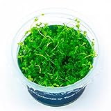 Zoomeister - Micranthemum 'Monte Carlo' In-Vitro Cup algen- und schneckenfrei