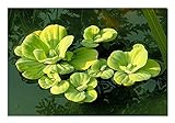 ZAC Wagner 10 Stück Muschelblumen (Pistia stratiotes) - Schwimmpflanze Teichpflanzen Teichpflanze