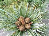 Pinus pumila Draijers Dwarf - Zwergige Gelbkiefer - 25-30