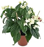 Clerodendrum thomsoniae XL - kletternder Losstrauch sehr schöne Zimmerpflanze für das Ostfenster- der Schicksalsstrauch ist 30-40 cm hoch
