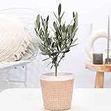 Olea europeana | Olivenbaum mit Ziertopf | Pflanze für Terrasse und Balkon | Höhe 30-35cm | Keramiktopf Ø 13cm