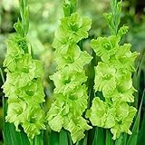 8 Stück Grüne Gladiolen Zwiebeln Seltene Sorte Reiner Natürlicher Duft Helle Farben Attraktive Gartendekoration Starke Anpassungsfähigkeit Braucht Nicht Viel Pflege