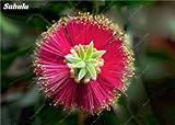 100 PC/Beutel seltene Regenbogen-Eukalyptus-Blüte Samen, Tropischer Baum Samen, Eukalyptus-Anlage für Hausgarten Zier Bonsai 14