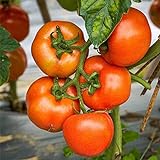 20 Stück Tomatensamen zum Pflanzen von Gemüsesamen im Garten und auf dem Balkon Leuchtend rotes Äußeres schafft eine atemberaubende Landschaftsgestaltung für Terrassen