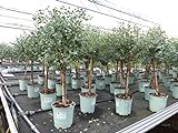gruenwaren jakubik gruenwaren jakubik Eucalyptus Gunni Stamm Eukalyptusbaum, 70-90 cm, Pflanze winterhart
