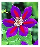 BALDUR Garten Waldrebe Clematis 'Etoile de Malicorne' winterhart, 1 Pflanze, Klematis mehrjährige blühende Kletterpflanzen, bienenfreundlich und schmetterlingsfreundlich, blühend, Clematis Hyb