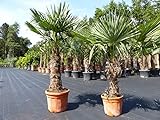 gruenwaren jakubik 2 Stück im Palmenset Trachycarpus fortunei dicke Stämme 230 cm Hanfpalme, winterharte Palme bis -18°C