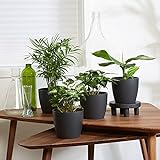 4er Set'Fresh' | Tropische Zimmerpflanzen Set | Vier Grünpflanzen mit Topf | Elho Übertopf | Höhe 25-30 cm | Topf-Ø 12 cm