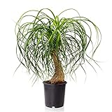 Sense of Home Zimmerpflanze Elefantenfuß - Nolina recurvata - trendige & pflegeleichte Indoorpflanze mit großen Blättern - Liefergröße inklusive Topf ca. 40-50 cm