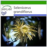 SAFLAX - Kakteen - Königin der Nacht - 40 Samen - Mit keimfreiem Anzuchtsubstrat - Selenicerus grandiflorus